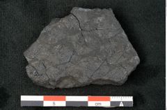 Foto (Detailansicht) von Lepidodendron sp.  (NHMW-GEO-2024-0188-11026)